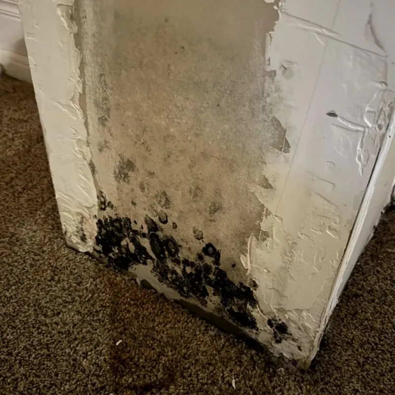 Professional Mold Removal in Forsyth County, NC